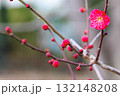 赤い梅の花 132148208