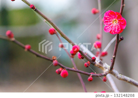 赤い梅の花 赤い梅の花 132148208