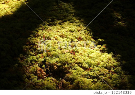 白駒の池の苔 132148339