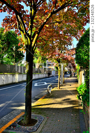 初秋紅葉してきた並木道 駒場東大前駅周辺の閑静な高級住宅街 初秋紅葉してきた並木道 駒場東大前駅周辺の閑静な高級住宅街 132148526