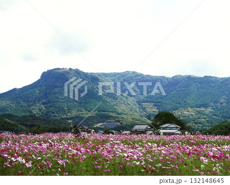八面山の麓に広がるコスモス畑 八面山の麓に広がるコスモス畑 132148645
