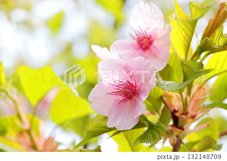 桜 河津桜 桜 河津桜 132148709