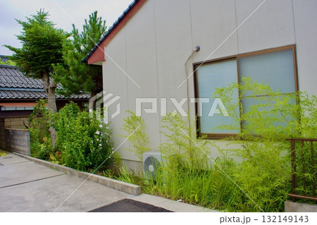 隣家との僅かな敷地の境に植えた植物 132149143