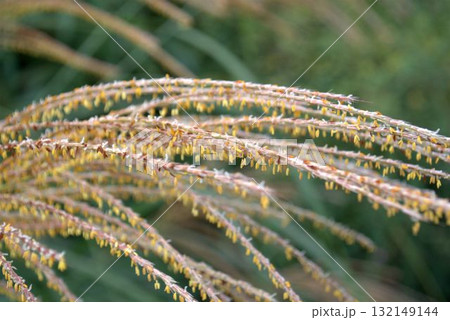 ススキの花 132149144