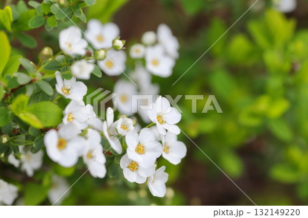 ユキヤナギのクローズアップ 132149220
