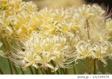 群生する白いヒガンバナ 132149570