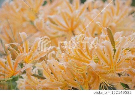 満開を迎えたオレンジのヒガンバナ 132149583