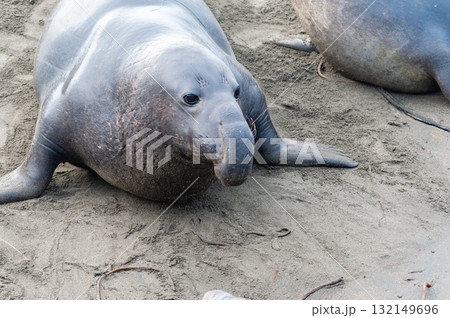 At elephant seal vista point 132149696