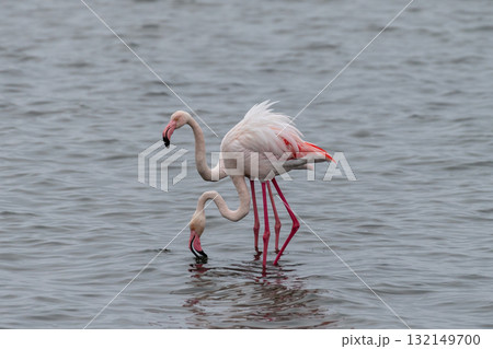 Flamingos near Walvis Bay 132149700