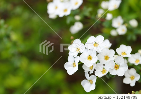 ユキヤナギのクローズアップ ユキヤナギのクローズアップ 132149709