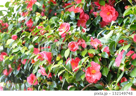 ツバキのクローズアップ ツバキのクローズアップ 132149748