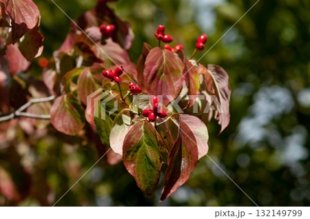 花水木の実 132149799