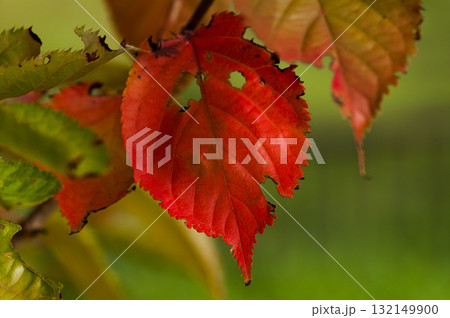 信濃川・やすらぎ堤の桜の紅葉 信濃川・やすらぎ堤の桜の紅葉 132149900