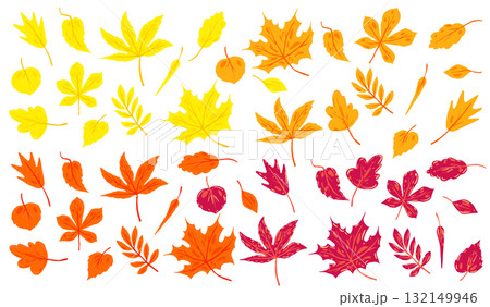 Vector illustration of colorful autumn leaves set. Hand drawn foliage isolated on white background Vector illustration of colorful autumn leaves set. Hand drawn foliage isolated on white background 132149946