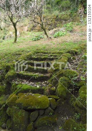 苔むした石段(鹿児島県鹿児島市) 苔むした石段(鹿児島県鹿児島市) 132150104