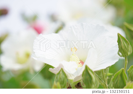 白いスイフヨウ 白いスイフヨウ 132150151