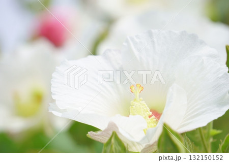 朝の白いスイフヨウの花 朝の白いスイフヨウの花 132150152