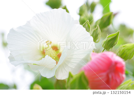 午前中の白いスイフヨウ 午前中の白いスイフヨウ 132150154