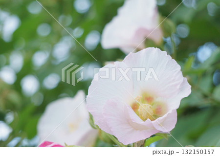 背景に玉ボケを入れた薄いピンクのスイフヨウ 132150157