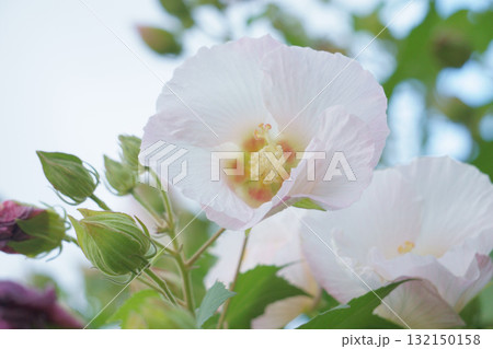 夕方のピンクになったスイフヨウ 夕方のピンクになったスイフヨウ 132150158