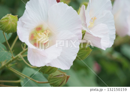 薄いピンクに色が変わったスイフヨウ 132150159