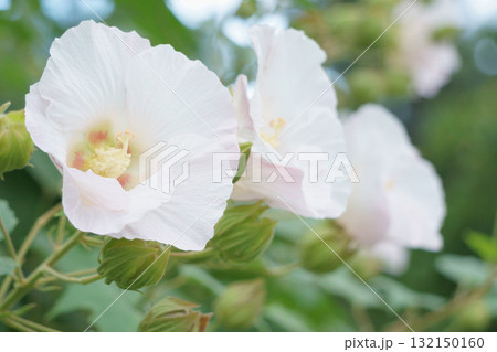 淡いピンクに色が変わったスイフヨウ 132150160