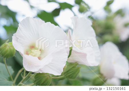 夕方に薄いピンクになったスイフヨウ 132150161