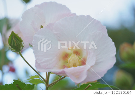 ピンクの花　スイフヨウ 132150164