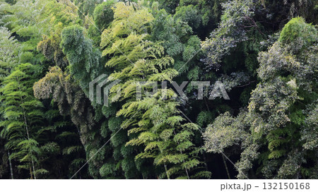 竹林 竹林 132150168