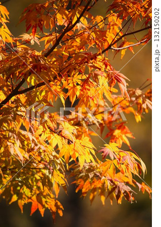 イロハモミジ 2013 18 イロハモミジ 2013 18 132150202