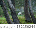 高原の放牧 132150244
