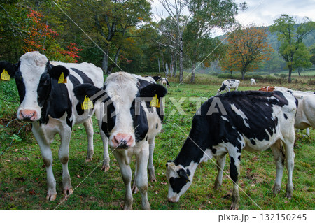 カヤの平の放牧 カヤの平の放牧 132150245