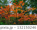 山うるしの紅葉 132150246