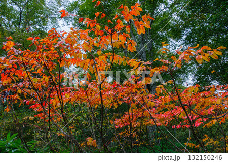 山うるしの紅葉 山うるしの紅葉 132150246