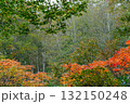 ブナと山うるし 132150248