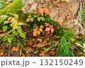 ブナの紅葉 132150249