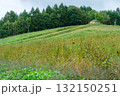 蕎麦畑と小屋 132150251