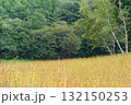 高原のそば畑 132150253