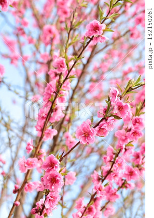 赤いハナモモ タテ位置 赤いハナモモ タテ位置 132150261