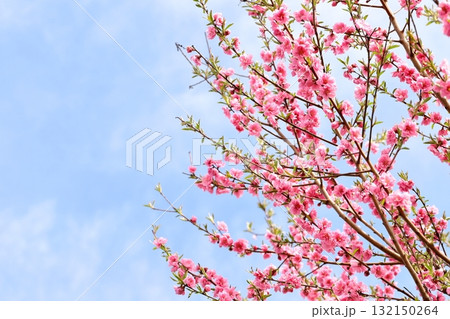 赤いハナモモ 132150264