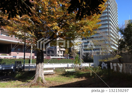 秋の寿町公園にて（埼玉県川口市） 132150297