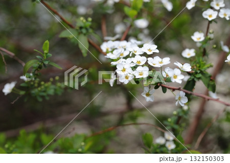 ユキヤナギのクローズアップ ユキヤナギのクローズアップ 132150303