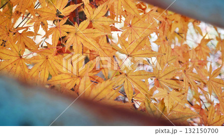 Golden orange maple leaves seen through a window Golden orange maple leaves seen through a window 132150700