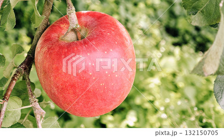 Close-up of a red apple hanging on a tree branch Close-up of a red apple hanging on a tree branch 132150705