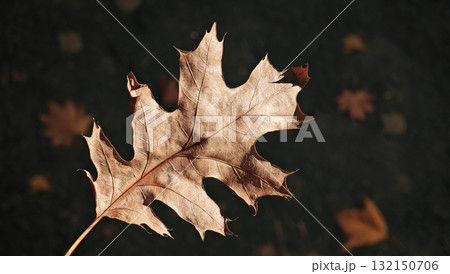 close-up of a dry brown leaf in autumn 132150706