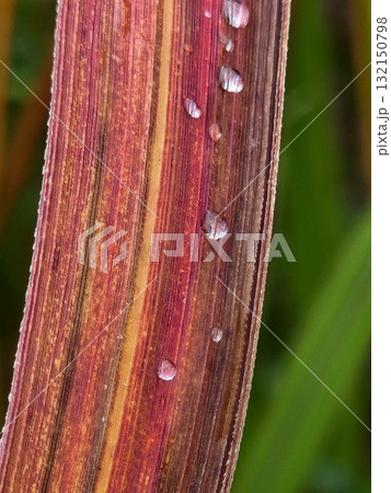 秋の朝露 色づいた葉に並ぶ水滴 秋の朝露 色づいた葉に並ぶ水滴 132150798