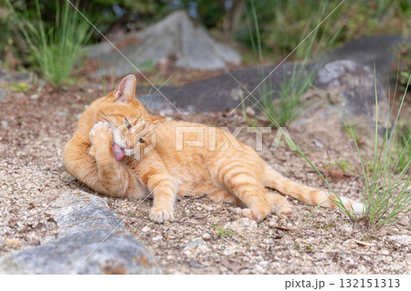 前足を舐めるトラ猫 132151313