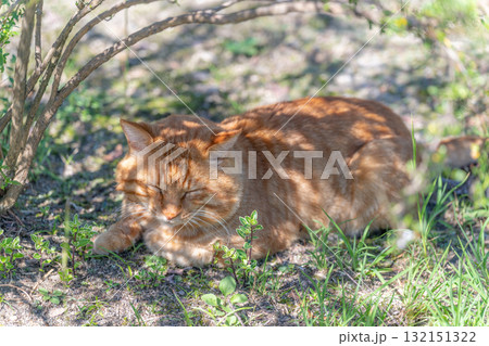 木蔭で眠るトラ猫 木蔭で眠るトラ猫 132151322