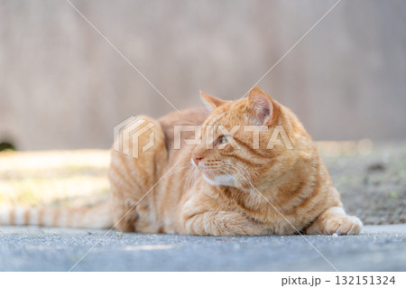 横向くトラ猫 132151324