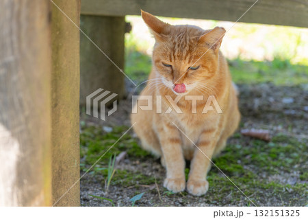 鼻を舐めるトラ猫 鼻を舐めるトラ猫 132151325